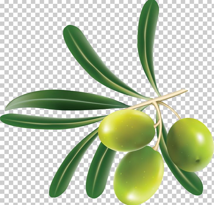 Olive Leaf PNG, Clipart, Clip Art, Computer Icons, Download, Food, Free Free PNG Download