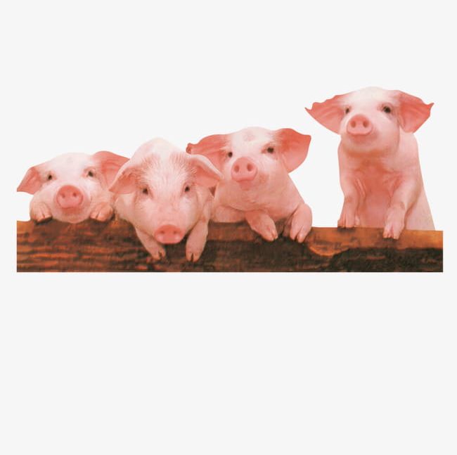 Cute Little Pig PNG, Clipart, Animal, Cute Clipart, Cute Clipart, Little Clipart, Little Clipart Free PNG Download