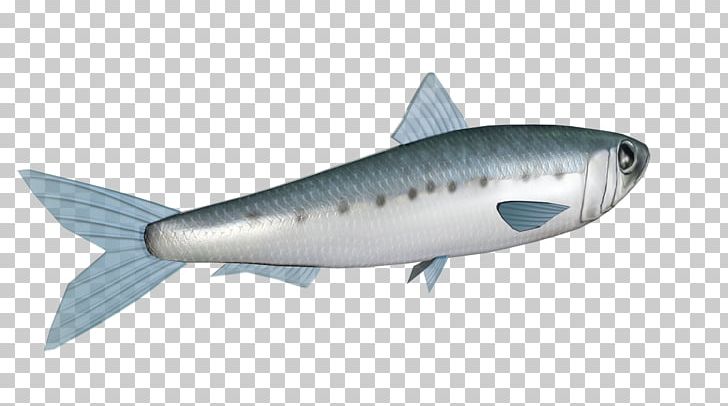 Sardine Mackerel Oily Fish Herring Milkfish PNG, Clipart, Barracuda, Biology, Bonito, Bony Fish, Computer Free PNG Download