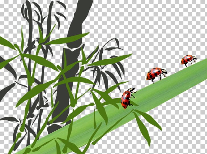 Bamboo Leaf Insect Trunk Ladybird PNG, Clipart, Bam, Bamboo Leaves, Branch, Designer, Download Free PNG Download
