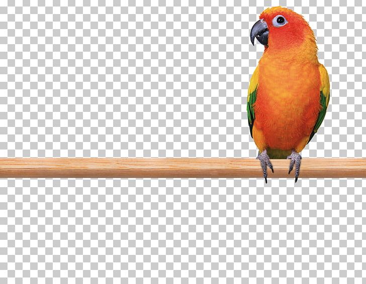 Budgerigar Lovebird Parrot Macaw PNG, Clipart, Animals, Aviary, Beak, Bird, Bird Supply Free PNG Download