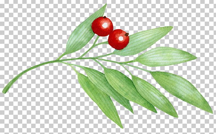 Cherry Berry Icon PNG, Clipart, Auglis, Berry, Blossoms Cherry, Branch, Cherries Free PNG Download