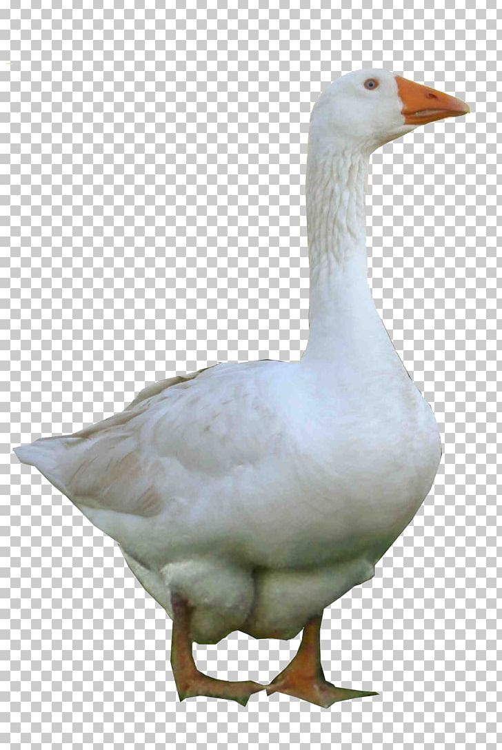 Emden Goose Domestic Goose Duck Confit PNG, Clipart, Animals, Beak, Bird, Computer Icons, Display Resolution Free PNG Download