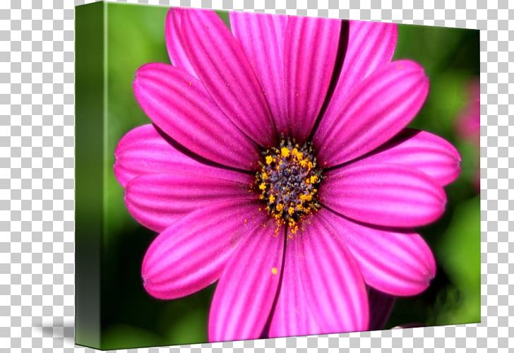 Garden Cosmos Close-up Chrysanthemum Wildflower PNG, Clipart, Annual Plant, Aster, Chrysanthemum, Chrysanths, Closeup Free PNG Download