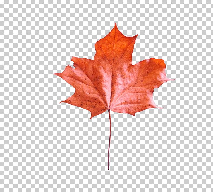 Maple Leaf PNG, Clipart, Bibi, Cartoon, Download, Flowering Plant, Leaf Free PNG Download