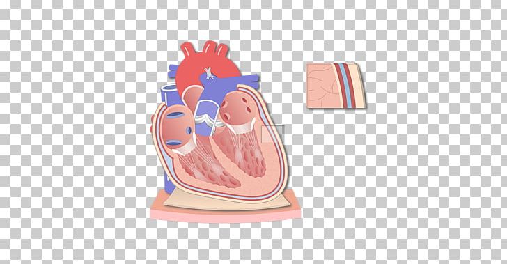 Pericardium Heart Anatomy Coronal Plane Serous Membrane PNG, Clipart, Anatomy, Body Cavity, Cardiac Muscle, Coronal Plane, Endocardium Free PNG Download