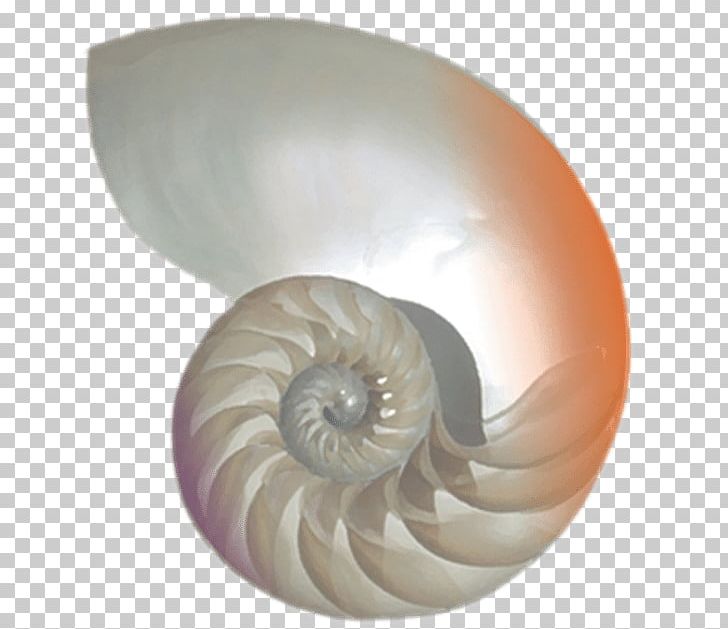 Sacred Seashell Chambered Nautilus Nautilidae Ammonites PNG, Clipart, Adornment, Ammonites, Apmokestinimas, Chambered Nautilus, Charms Pendants Free PNG Download