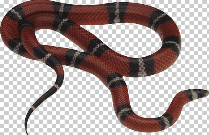 Snakes Corn Snake Milk Snake Constriction PNG, Clipart, Animals, Boa Constrictor, Bullsnake, Colubridae, Constriction Free PNG Download