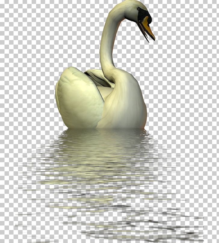 Duck Swan Goose Mute Swan Bird PNG, Clipart, Animals, Beak, Bird, Black Swan, Christmas Free PNG Download