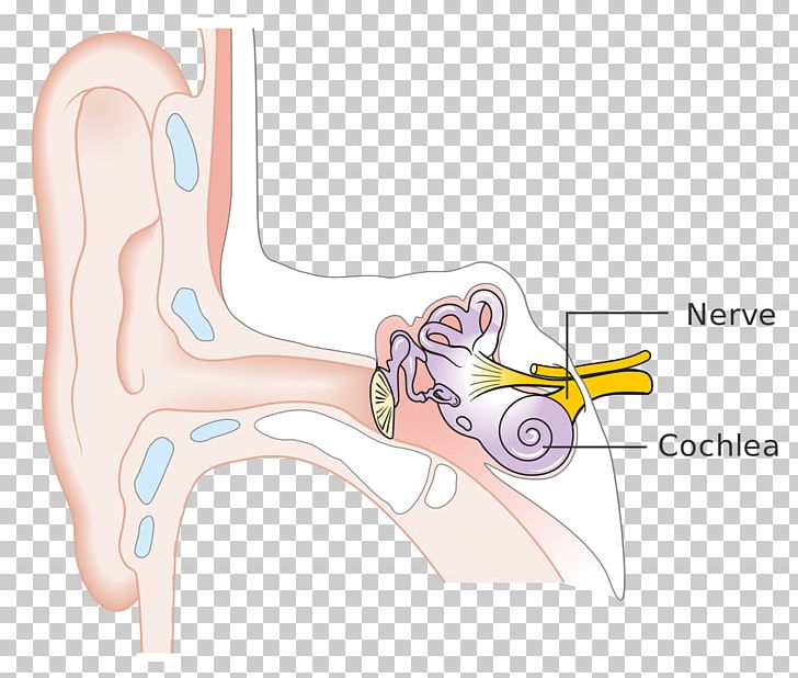 Inner Ear Thumb Hearing Loss PNG, Clipart, Abdomen, Anatomy, Angle, Arm, Canal Free PNG Download