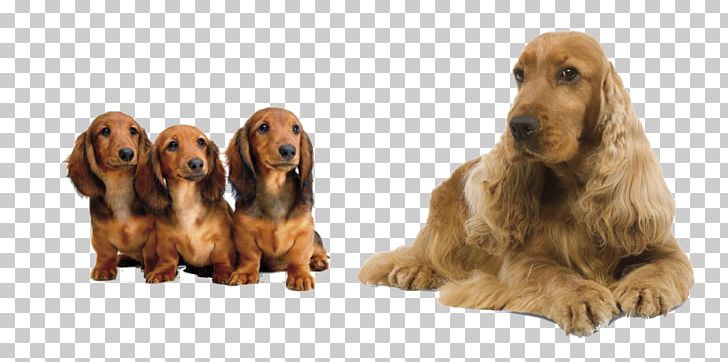 Irish Setter English Cocker Spaniel Field Spaniel Sussex Spaniel PNG, Clipart, Carnivoran, Cocker Spaniel, Companion Dog, Dachshund, Dog Free PNG Download