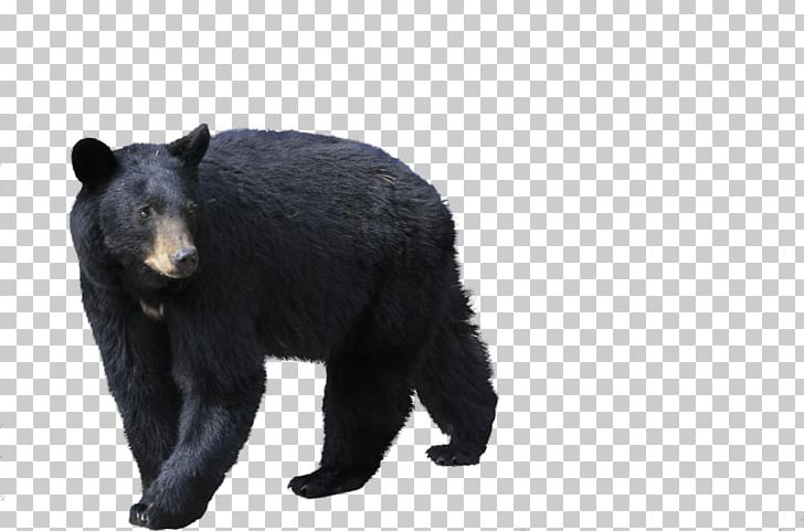 Polar Bear Brown Bear Kermode Bear PNG, Clipart, American Black Bear, Animals, Arbol, Bear, Bear Hunting Free PNG Download