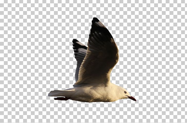 Water Bird Goose Gulls PNG, Clipart, Animal, Animals, Arama, Beak, Bird Free PNG Download