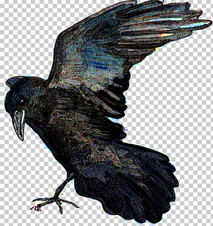 American Crow New Caledonian Crow Rook Bald Eagle Common Raven PNG, Clipart, American Crow, Animal, Animals, Bald Eagle, Beak Free PNG Download