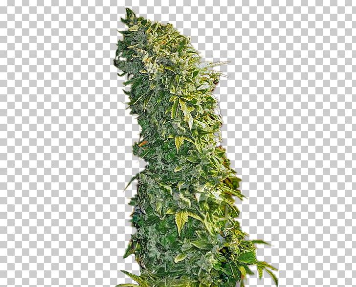 Cannabis Sativa Kush Feminized Cannabis Seed PNG, Clipart, Autoflowering Cannabis, Cannabis, Cannabis Sativa, Cultivar, Evergreen Free PNG Download