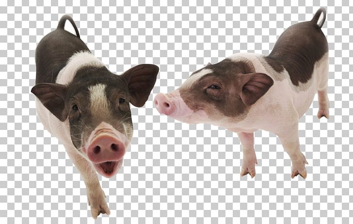 Domestic Pig Dog Pet PNG, Clipart, Animal, Animals, Breed, Chong, Common Chimpanzee Free PNG Download