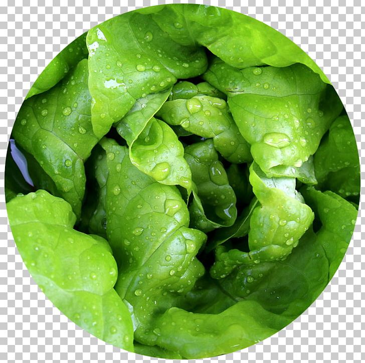 Leaf Vegetable Green Tea Food Lettuce PNG, Clipart, Collard Greens, Cooking, Disease, Food, Food Drinks Free PNG Download