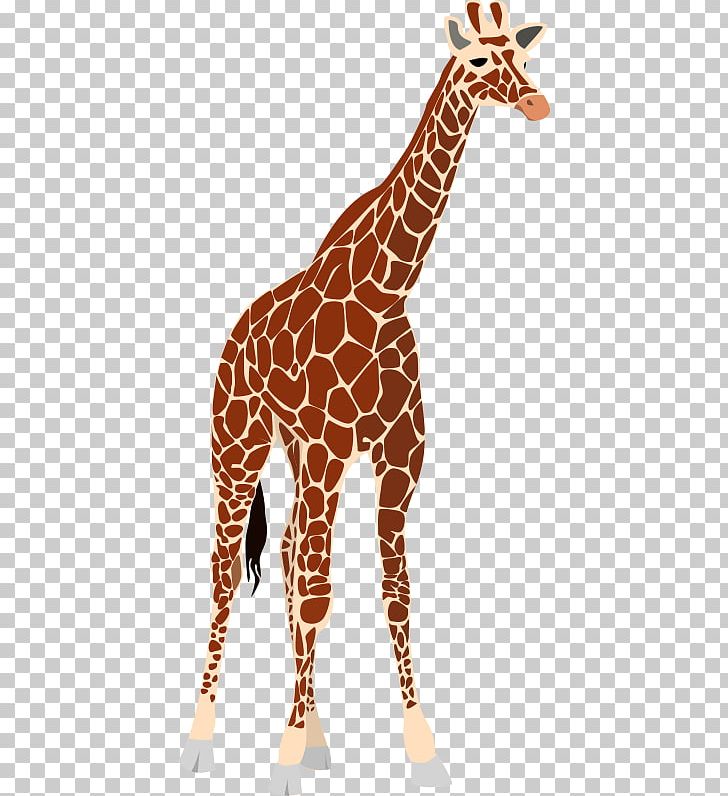 Okapi West African Giraffe PNG, Clipart, Animal Figure, Download, Fauna, Free Content, Giraffe Free PNG Download