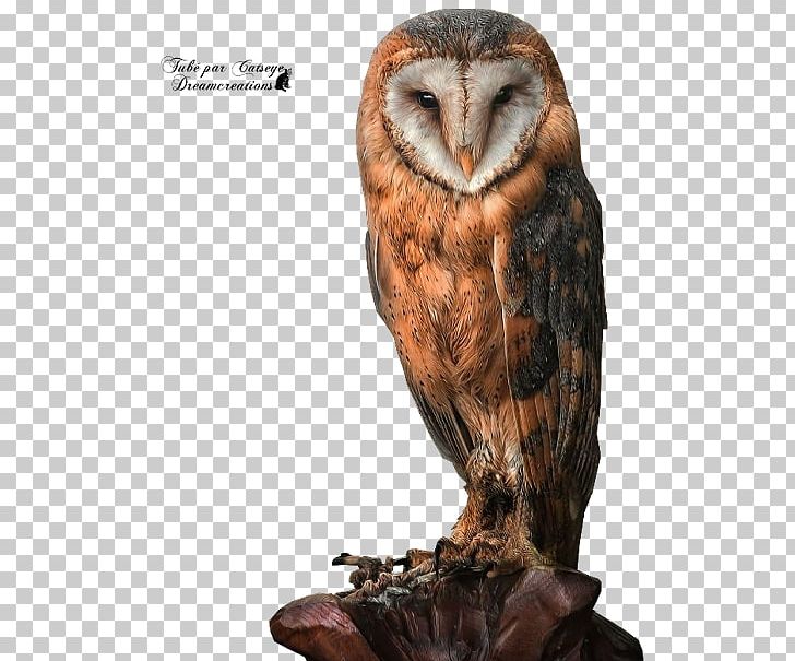 Tawny Owl Bird Great Horned Owl Barn Owl PNG, Clipart, Animal, Animals, Barn Owl, Barred Owl, Beak Free PNG Download