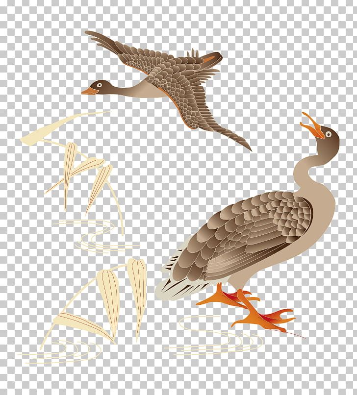 Duck Bird Mallard Sparrow PNG, Clipart, Animals, Ballo, Bird, Bird Vector, Cartoon Free PNG Download