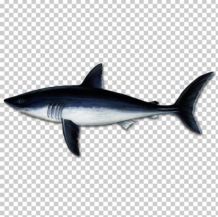 Great White Shark Tiger Shark Mackerel Sharks Porbeagle Squaliform Sharks PNG, Clipart, Cartilaginous Fish, Cartilaginous Fishes, Fauna, Fin, Fish Free PNG Download