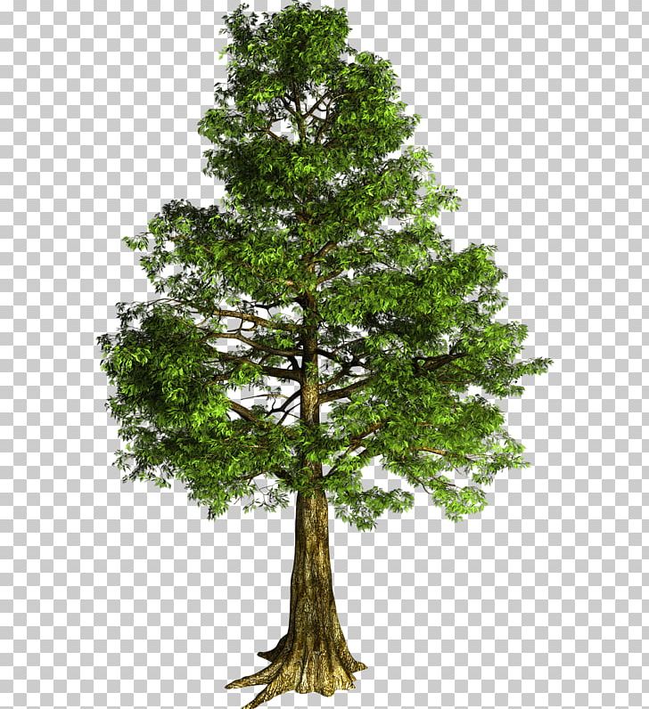 Rowan Tree Mediterranean Cypress PNG, Clipart, Branch, Cedar, Clip Art, Conifer, Cupressus Free PNG Download