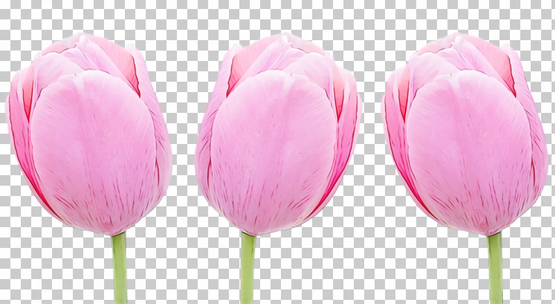 Tulip Pink Petal Flower Cut Flowers PNG, Clipart, Bud, Cut Flowers, Flower, Flowers, Lily Family Free PNG Download