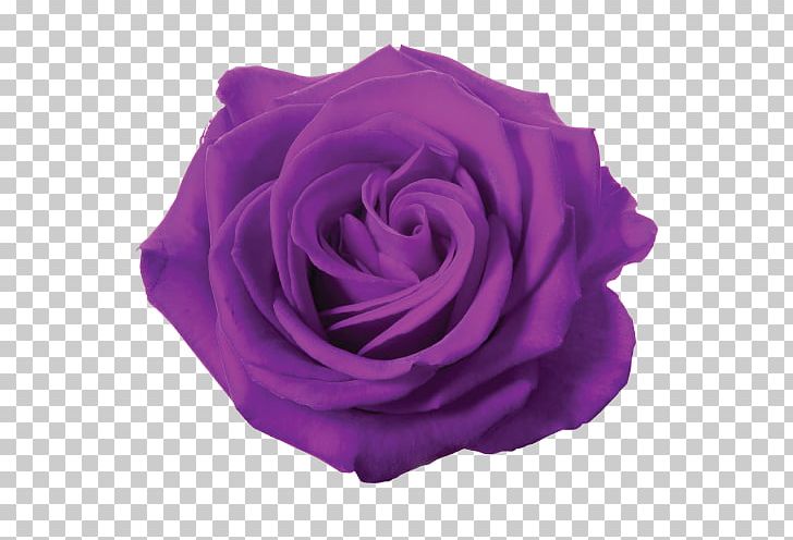 Blue Rose Flower Portable Network Graphics Desktop PNG, Clipart, Blue, Blue Rose, Color, Cut Flowers, Desktop Wallpaper Free PNG Download