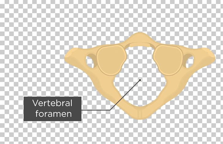 Bone Joint Atlas Cervical Vertebrae PNG, Clipart, Anatomy, Angle, Atlas, Axial Skeleton, Axis Free PNG Download