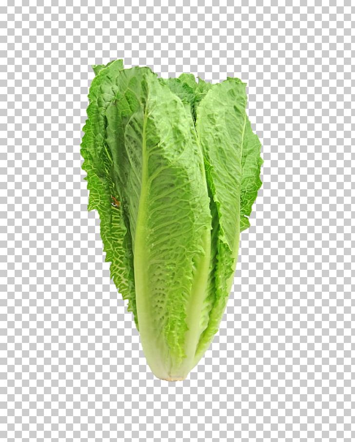 Centers For Disease Control And Prevention Romaine Lettuce Caesar Salad PNG, Clipart, Cabbage, Caesar Salad, Celtuce, Chard, Eating Free PNG Download