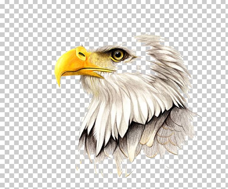 Hawk Painting Illustration PNG, Clipart, Accipitriformes, Animals, Bald Eagle, Beak, Bird Free PNG Download
