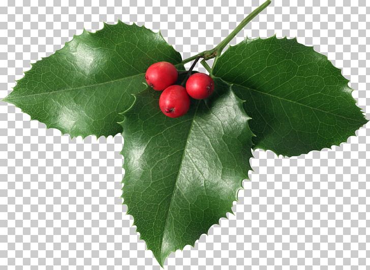 Mistletoe Phoradendron Tomentosum PNG, Clipart, Aquifoliaceae, Aquifoliales, Berry, Cherry, Christmas Free PNG Download