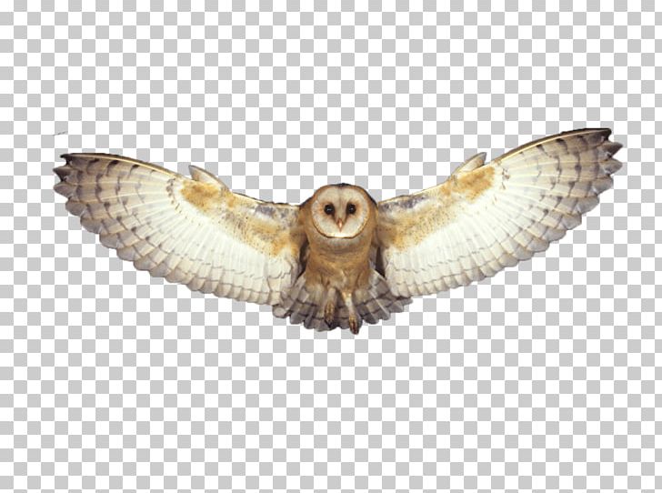 Owl Bird Flight Bird Flight PNG, Clipart, Animals, Barn Owl, Beak, Bird, Bird Flight Free PNG Download