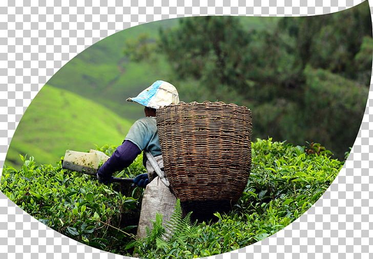 Cameron Highlands Taman Negara Travel Hill Station PNG, Clipart, Adventure Travel, Agriculture, Cameron Highlands, Grass, Highland Free PNG Download