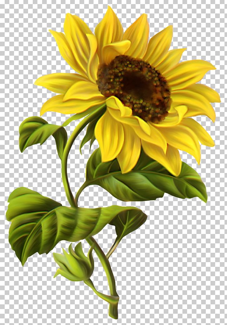 Common Sunflower Drawing Illustration PNG, Clipart, Art, Chrysanths, Dahlia, Daisy Family, Floral Design Free PNG Download