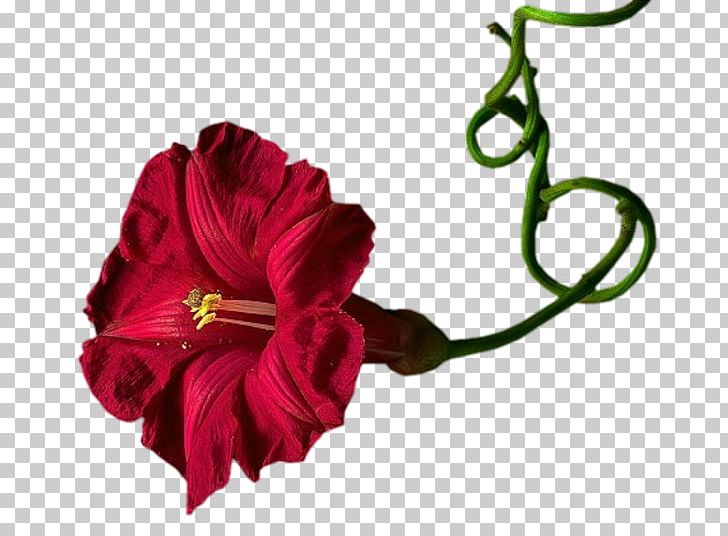 Cut Flowers Flowering Plant Petal PNG, Clipart, Auglis, Cicek, Cicekler, Cut Flowers, Flatcast Tema Free PNG Download