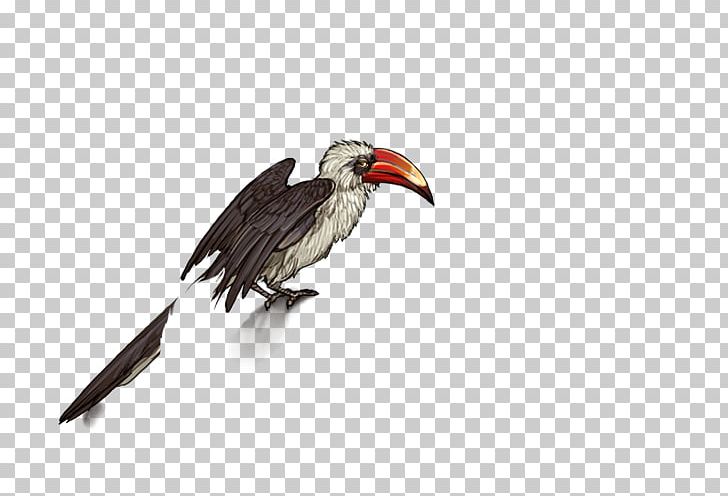Hornbill Bird Egyptian Vulture Beak PNG, Clipart,  Free PNG Download