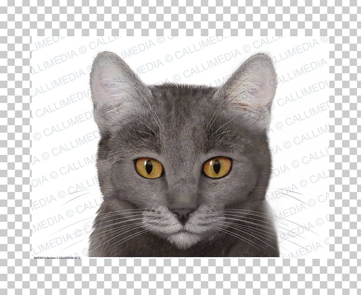 Korat British Shorthair Chartreux Russian Blue Nebelung PNG, Clipart, American Wirehair, Asian, Black Cat, British Shorthair, Carnivoran Free PNG Download
