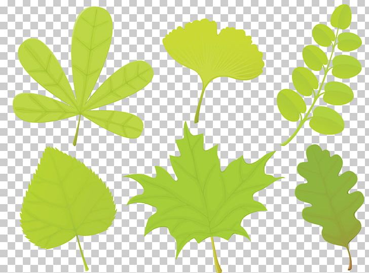 Leaf Shape Leaf Shape Encapsulated PostScript PNG, Clipart, Bay Leaves, Encapsulated Postscript, Flora, Grass, Green Free PNG Download