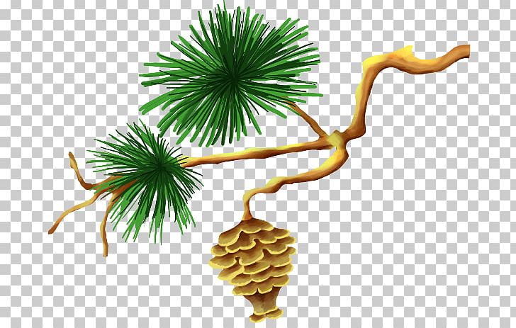 Pine Green Plant Conifer Cone PNG, Clipart, Branch, Christmas Tree, Cone, Cones, Conifer Free PNG Download