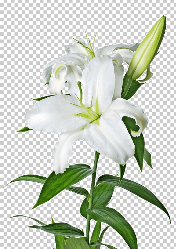 Easter Lily Lilium Candidum Arum-lily PNG, Clipart, Artificial Flower, Arumlily, Arum Lily, Bellflower Family, Callalily Free PNG Download