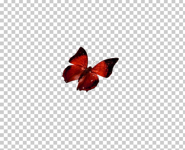 Butterfly Red Computer File PNG, Clipart, Animal, Blue Butterfly, Butterflies, Butterflies And Moths, Butterfly Group Free PNG Download