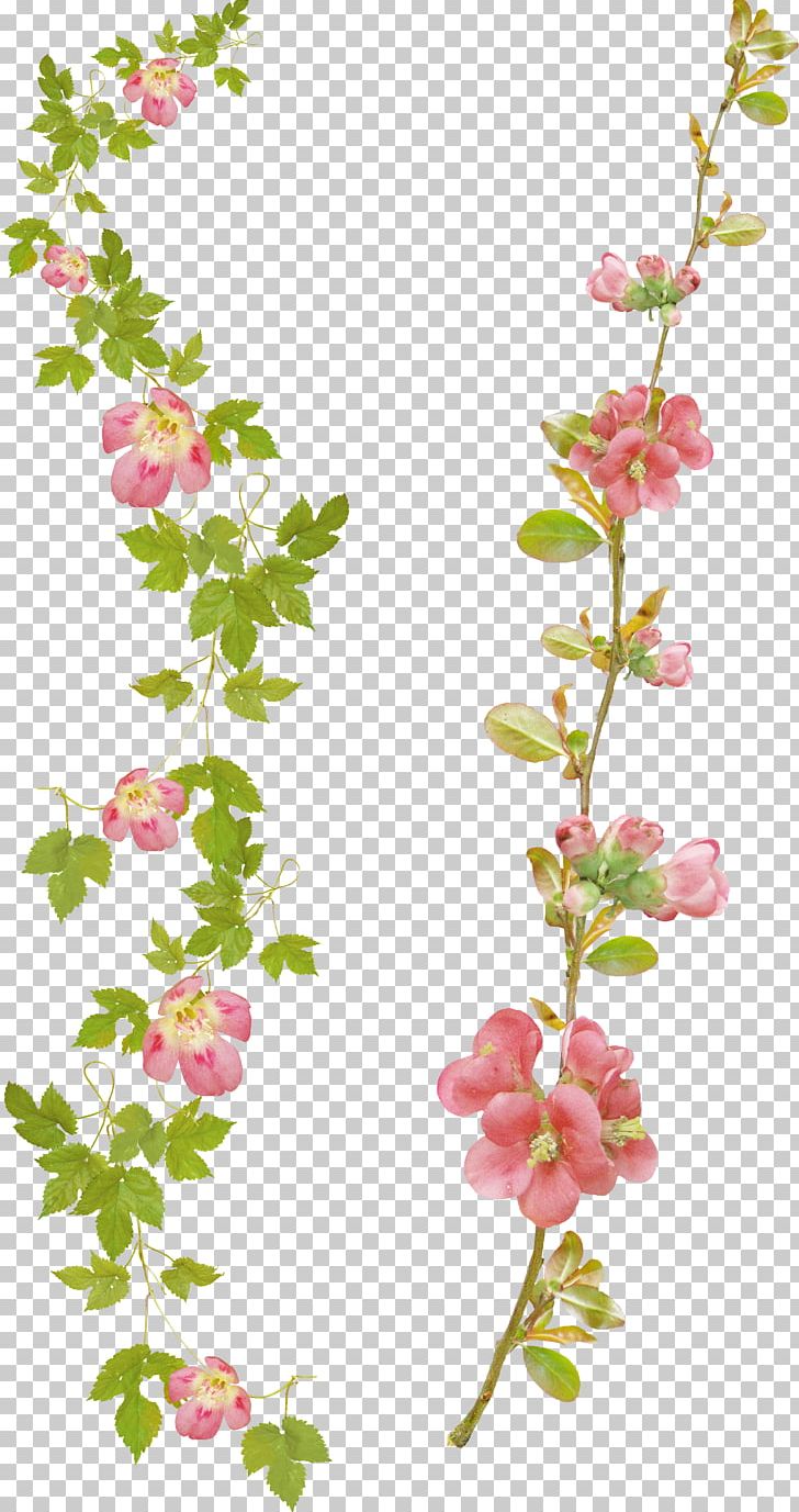 Cut Flowers Desktop PNG, Clipart, Blossom, Branch, Broucher, Cherry Blossom, Cut Flowers Free PNG Download