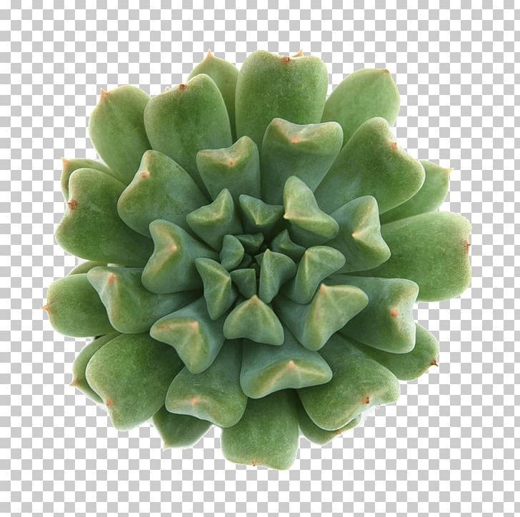 Succulent Plant Echeveria Cactaceae Leaf Garden PNG, Clipart, Blue, Cactaceae, Echeveria, Flowerpot, Garden Free PNG Download