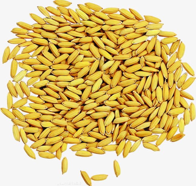 Water Rice Seeds PNG, Clipart, Bumper, Golden, Heap, Paddy, Rice Free PNG Download