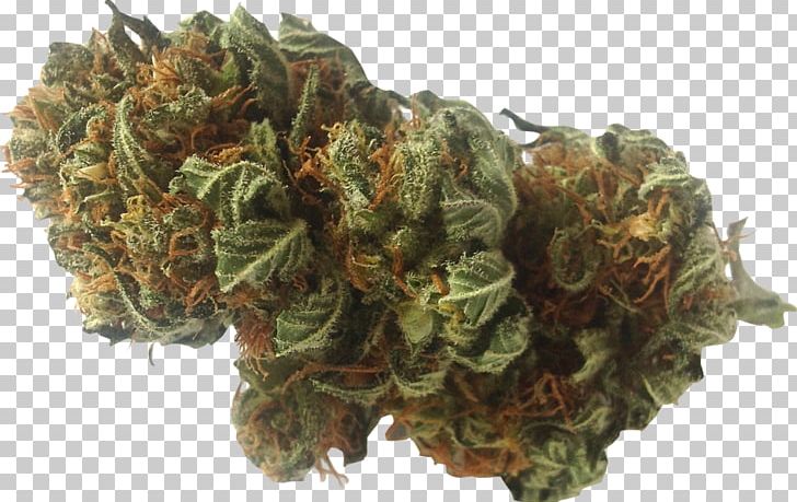 Medical Cannabis Cannabidiol Kush Hemp PNG, Clipart, Anxiety Disorder, Cannabidiol, Cannabis, Cannabis Shop, Cannabis Smoking Free PNG Download