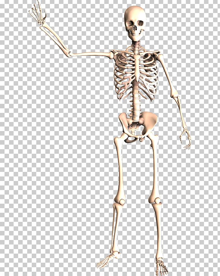 Dynatomy: Dynamic Human Anatomy Human Skeleton PNG, Clipart, Anatomy, Arm, Bone, Coronal Plane, Fantasy Free PNG Download