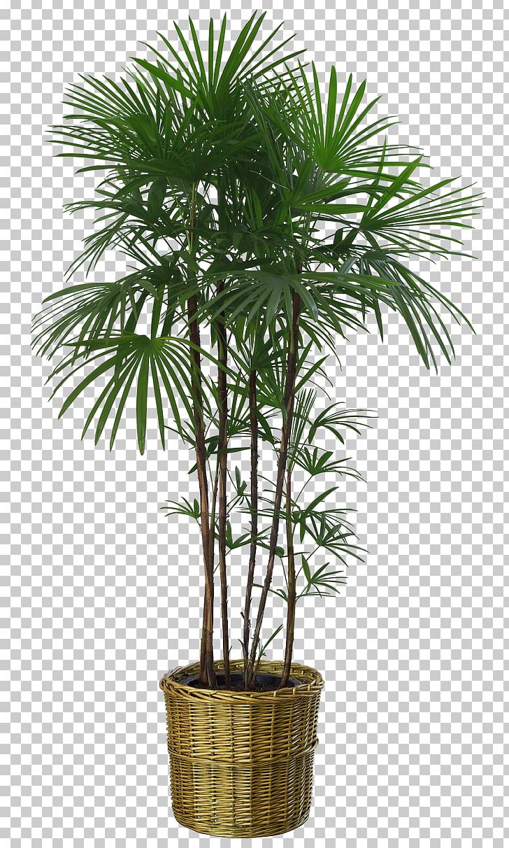 Flowerpot Houseplant Seed Bonsai PNG, Clipart, Arecales, Areca Nut ...