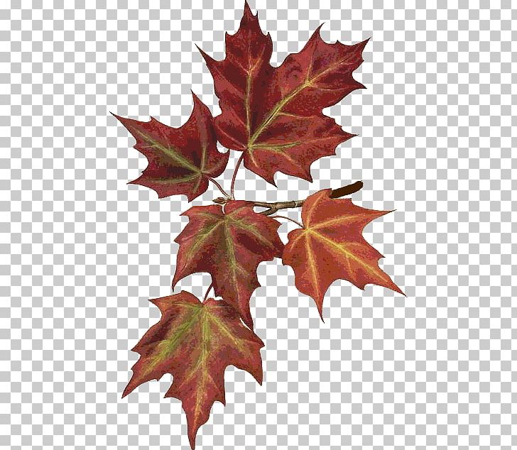 Maple Leaf Autumn Leaves Botany Botanical Illustration PNG, Clipart, Autumn, Autumn Leaves, Botanical Illustration, Botany, Follaje Free PNG Download