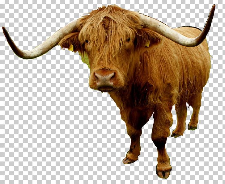 texas longhorn cattle clipart
